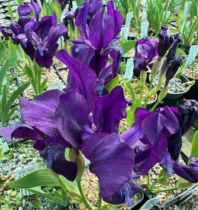 Iris aphylla 'Aslets Purple'